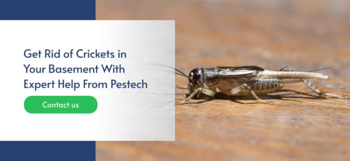 How to get rid of crickets in basement
