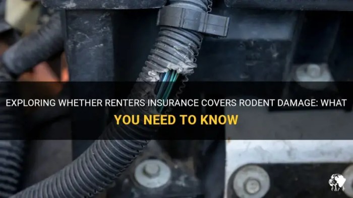 Does Automobile Insurance coverage Cowl Rodent Injury?