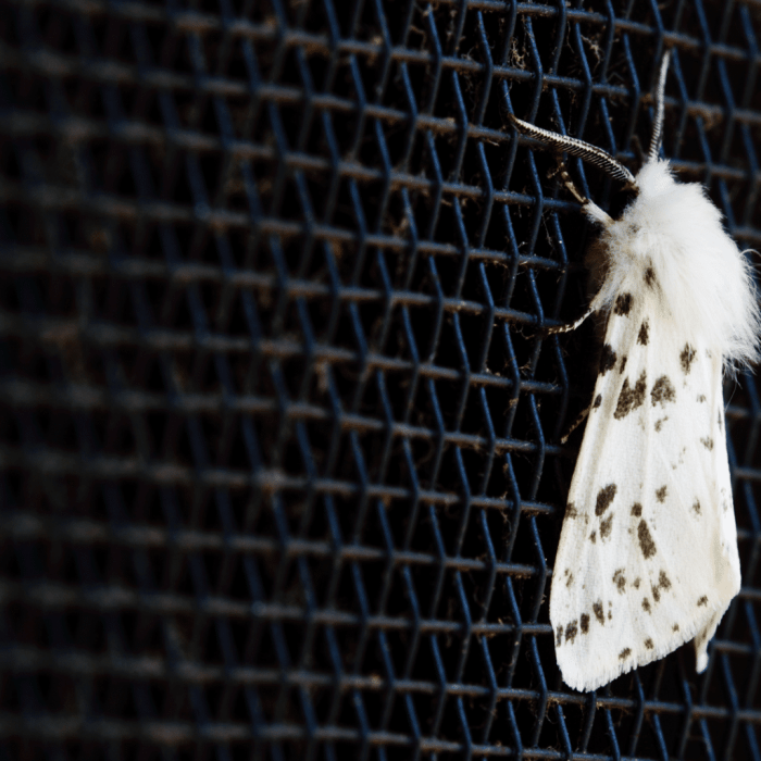 Carpet moths How to get rid of carpet moths