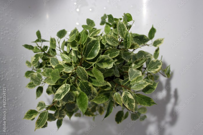How often to water ficus