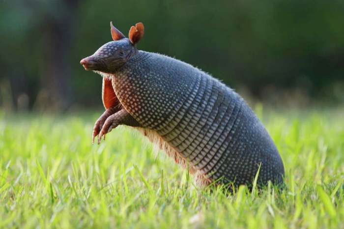 How to shoot an armadillo