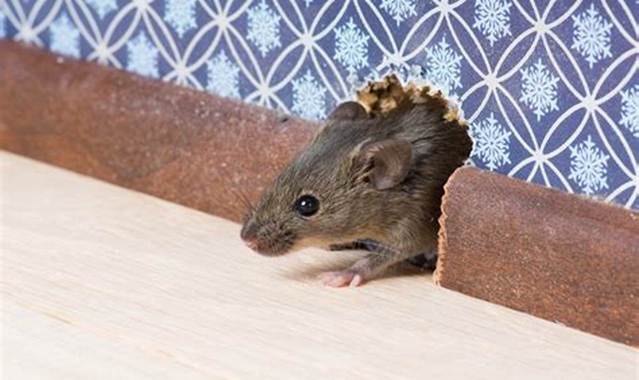 How To Tackle Mice In Gutters and Keep Them Away