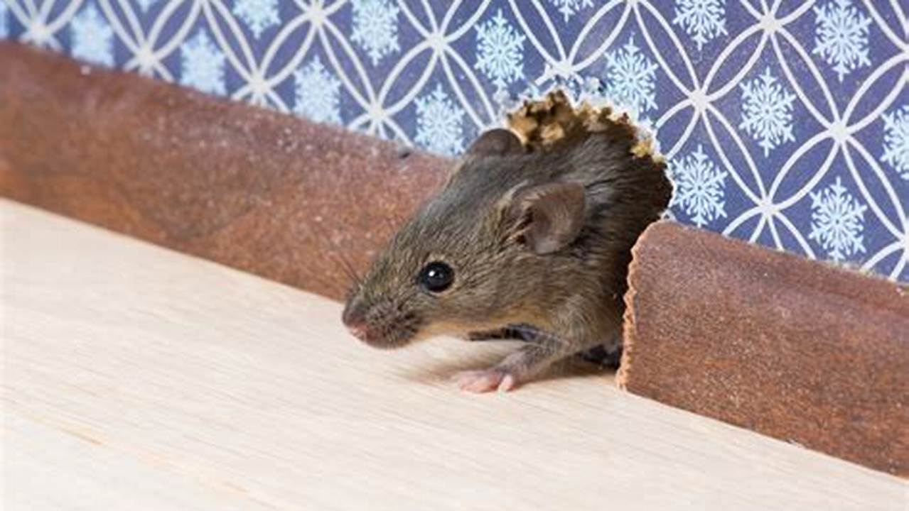 How To Tackle Mice In Gutters and Keep Them Away