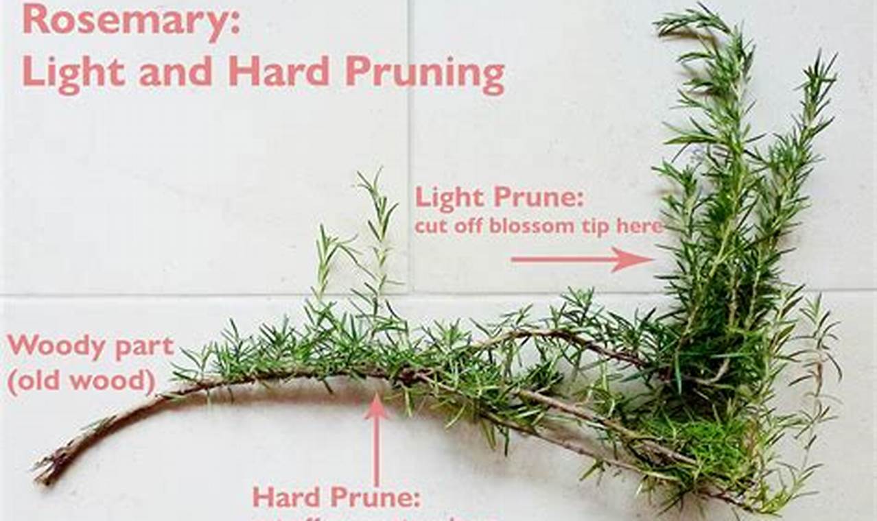 The Ultimate Guide to Pruning a Rosemary Bush - Unlock Its Health and Beauty