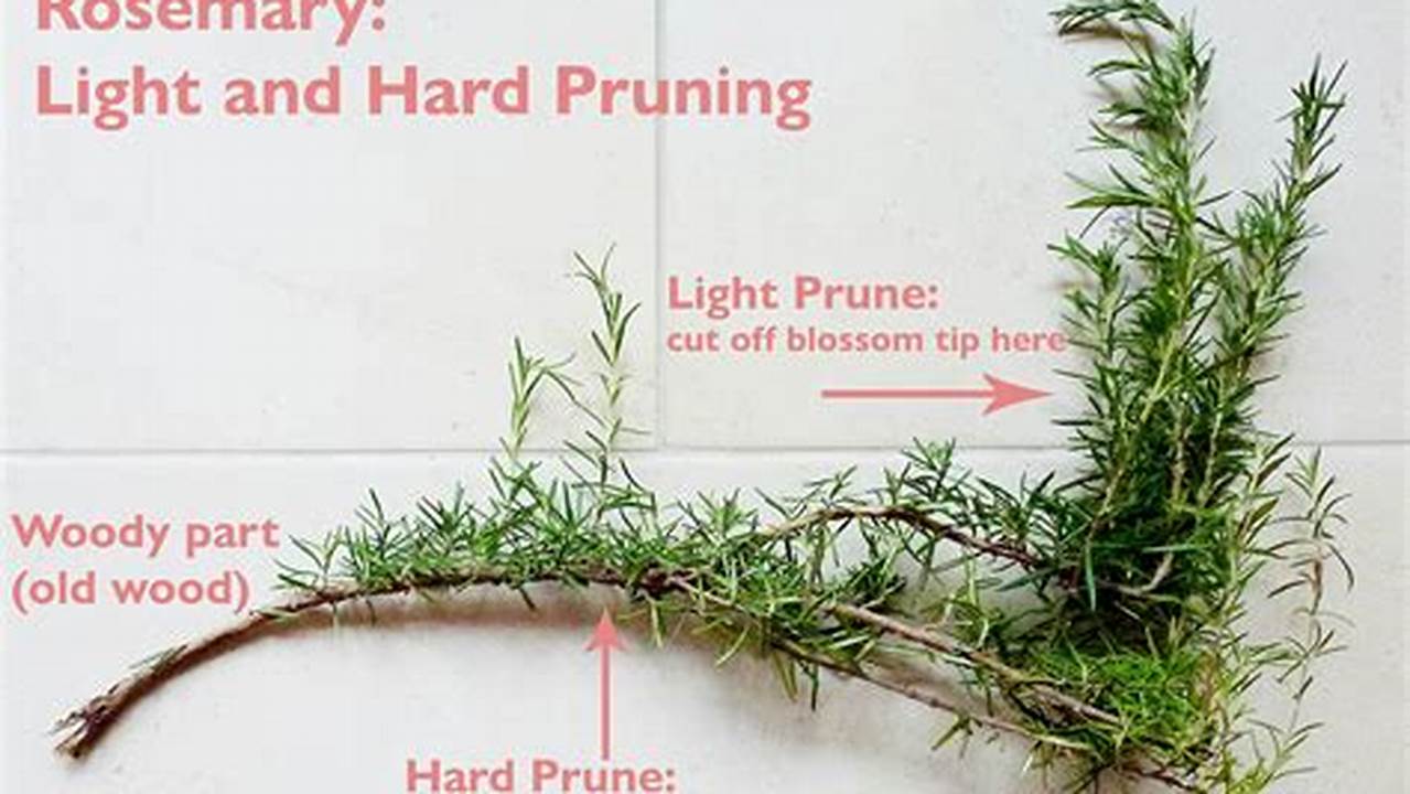 The Ultimate Guide to Pruning a Rosemary Bush - Unlock Its Health and Beauty