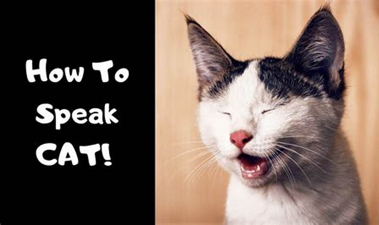 How to Speak Cat Language: The Ultimate Guide for Cat Lovers