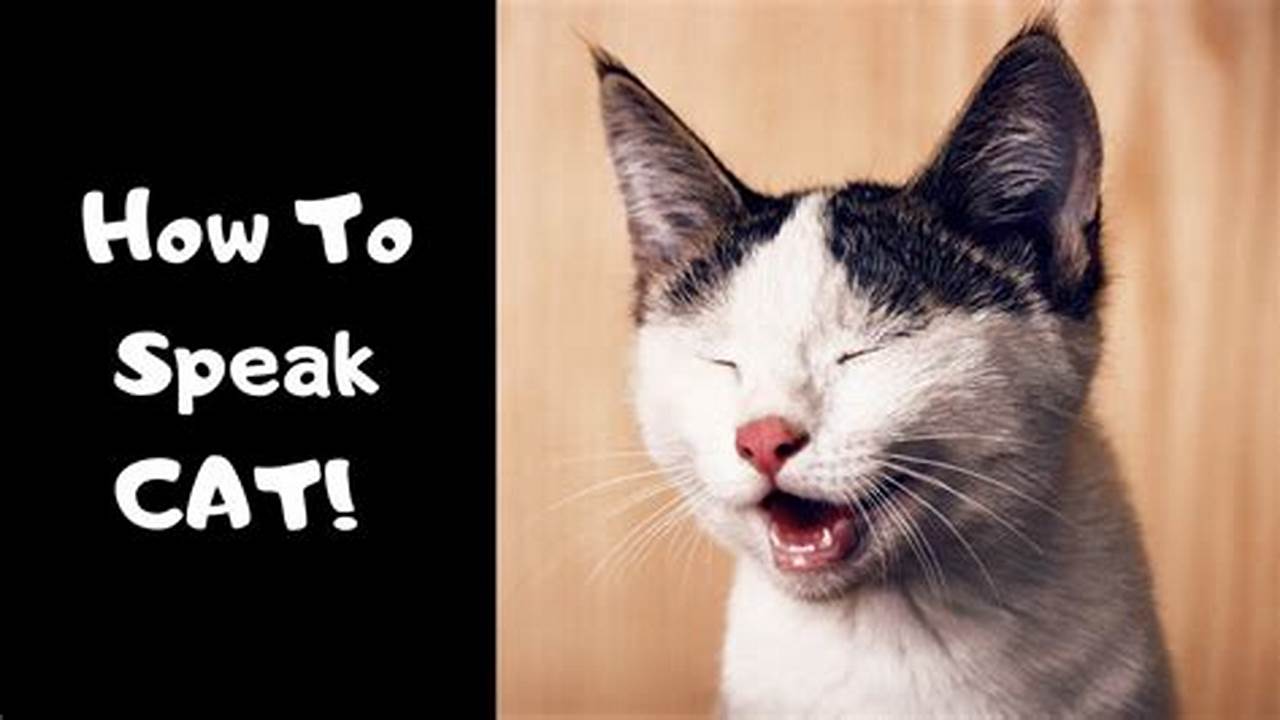How to Speak Cat Language: The Ultimate Guide for Cat Lovers