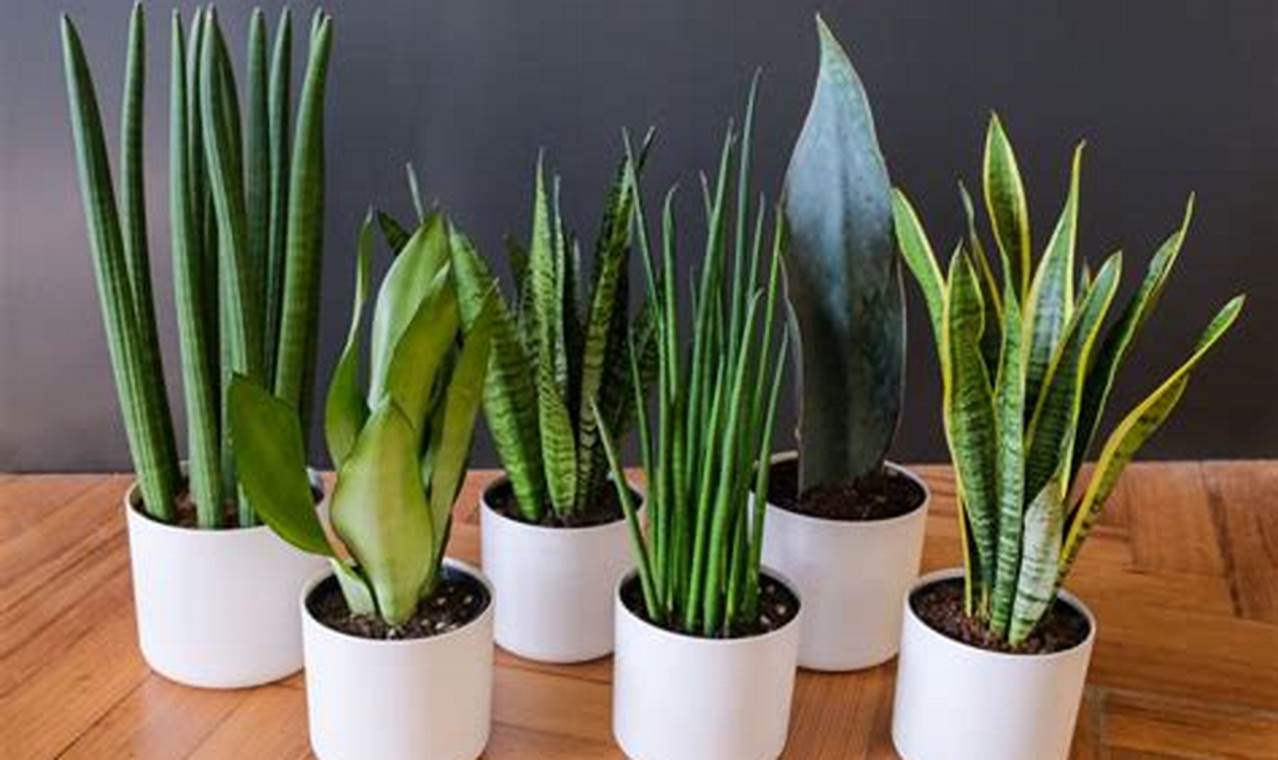 The Ultimate Guide to Repotting a Snake Plant: A Step-by-Step Guide