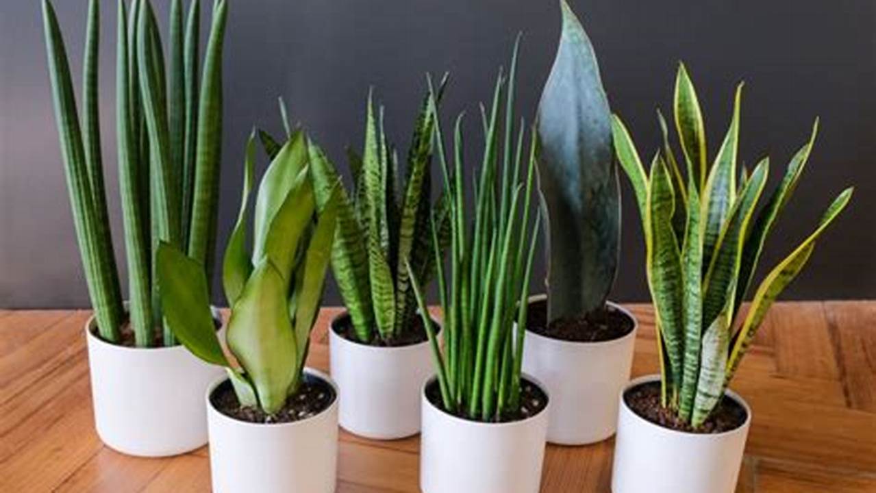 The Ultimate Guide to Repotting a Snake Plant: A Step-by-Step Guide