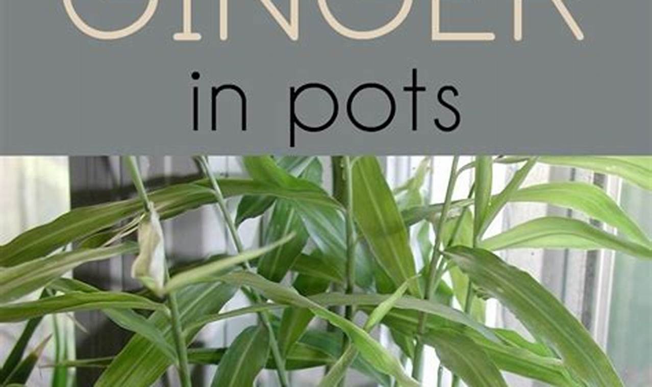 The Ultimate Guide to Growing Ginger in Pots [Simplified Steps]