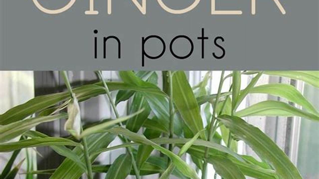The Ultimate Guide to Growing Ginger in Pots [Simplified Steps]