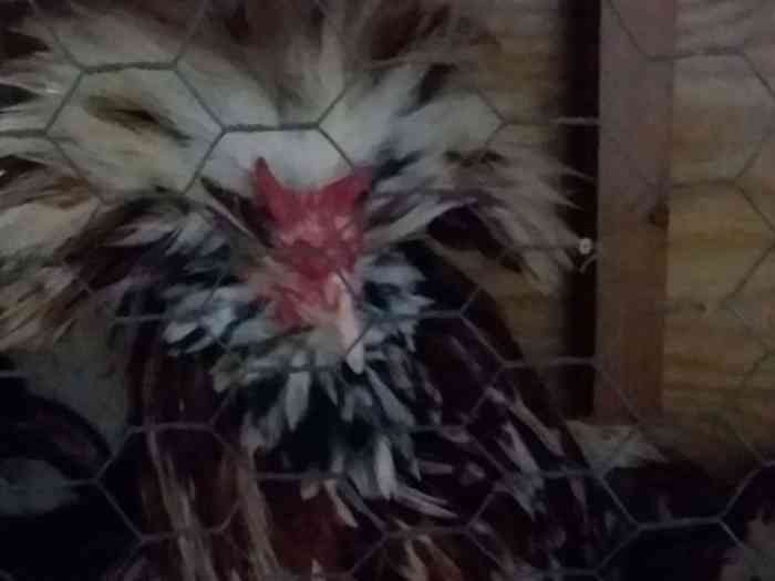 Pricing Meat Chickens How A lot to Promote