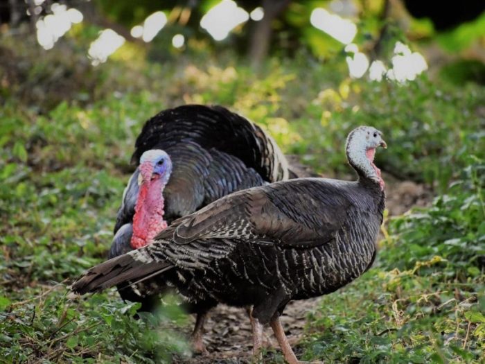 How to roost a turkey