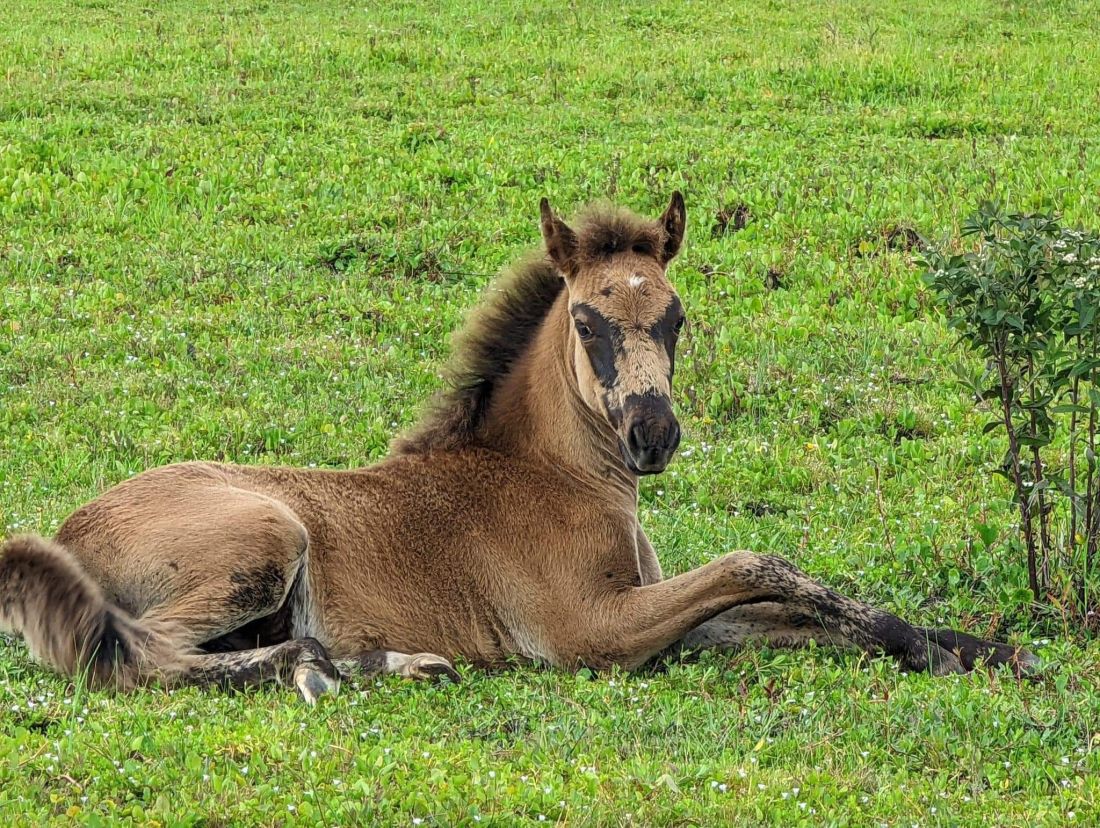 Horses corolla wild horse fund nc herd merchandise gifts member How to see corolla wild horses for free
