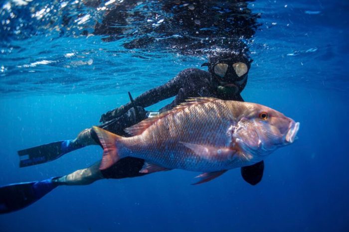 What fish spearfish complete guide wondering kind should What fish spearfish complete guide wondering kind should