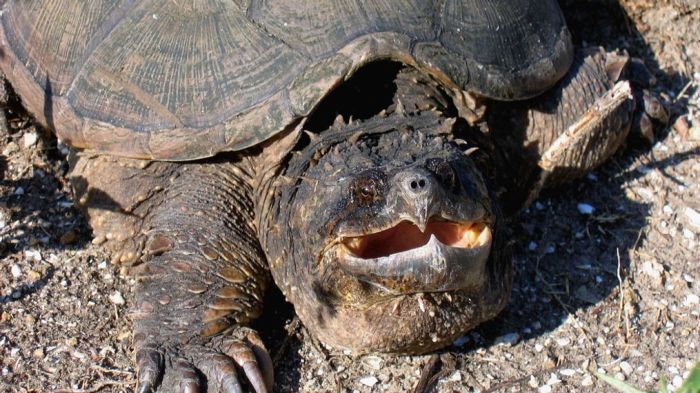 Snapping How to fish for snapping turtles