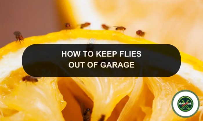 Find out how to Get Rid of Flies in Storage A Complete Information