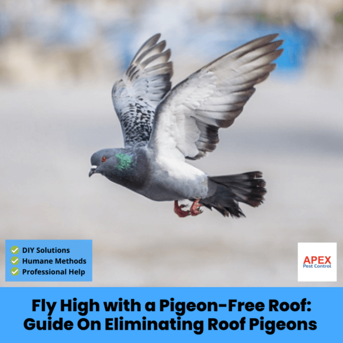 Banishing Pigeons The best way to Get Rid of Them on My Roof