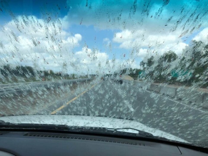 Find out how to Get Bugs Off Windshield A Complete Information