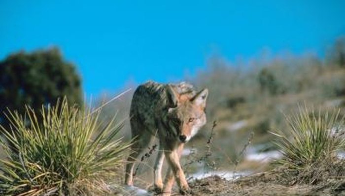 How one can Bait Coyotes A Hilarious Information
