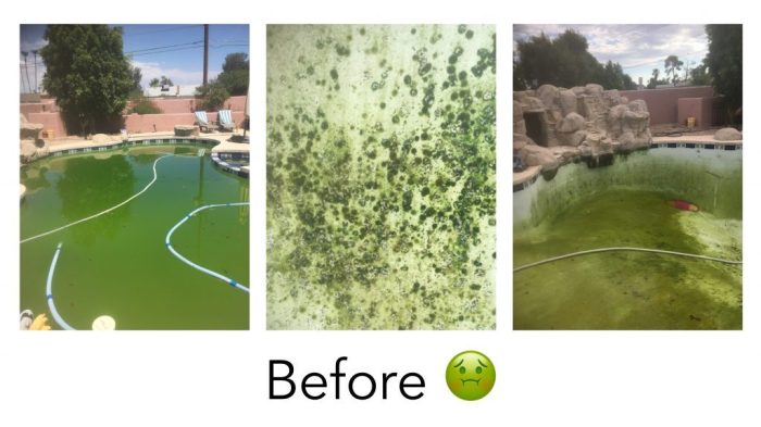Banishing Black Algae Swimming Pool Options