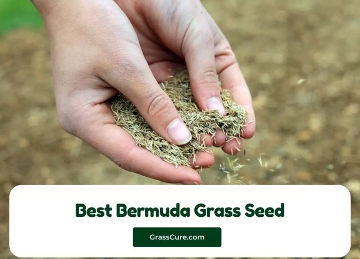 Bermuda lawn grass How to grow bermuda seed
