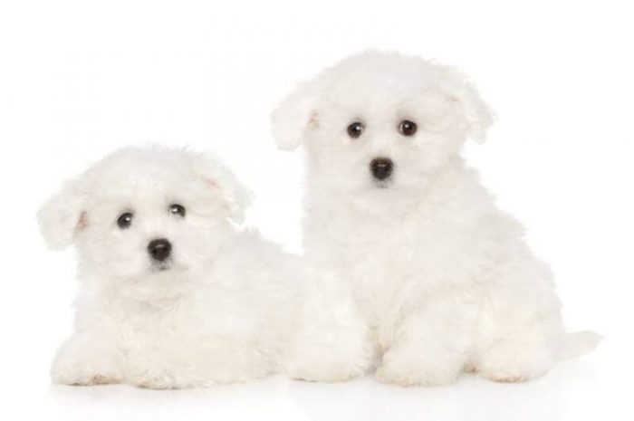 How to sell a bichon frise in albany ny