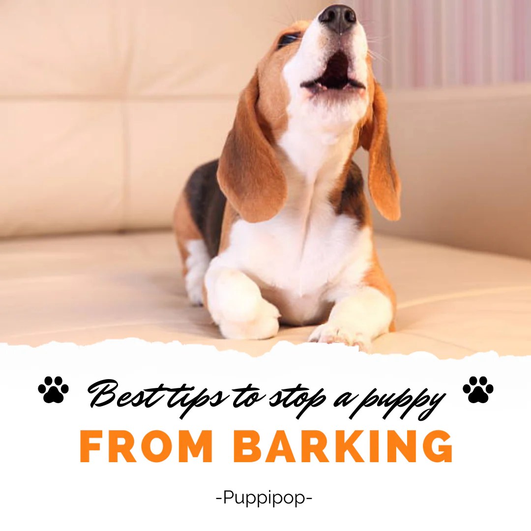 How to get a puppy to stop barking in kennel