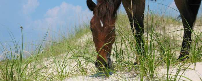 Faqs corolla How to see corolla wild horses for free