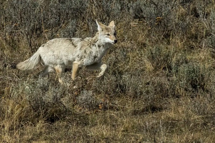 How to bait coyotes