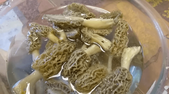 How to freeze morel mushrooms