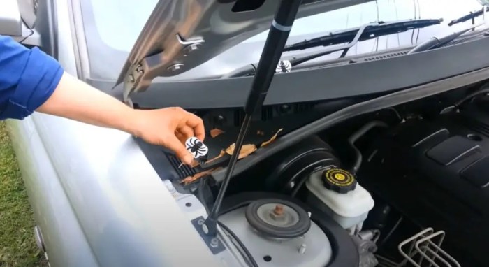 Edderkop spiders danmark hvad How to get rid of spiders in my car