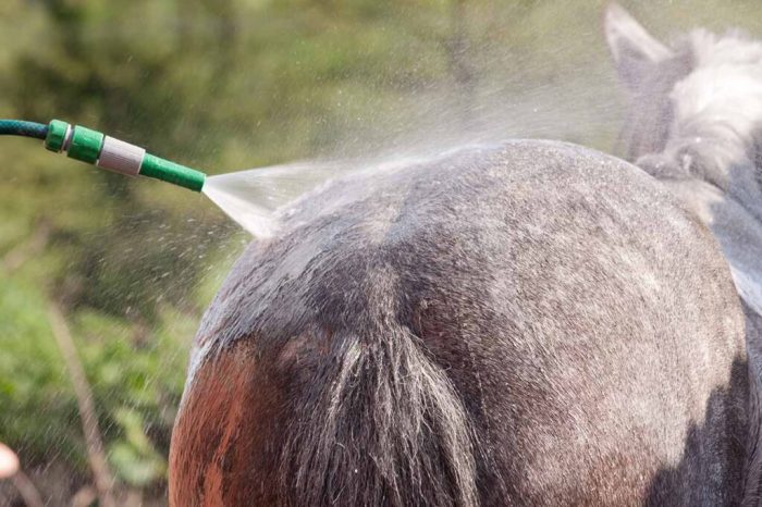 How to keep a horse trough from freezing
