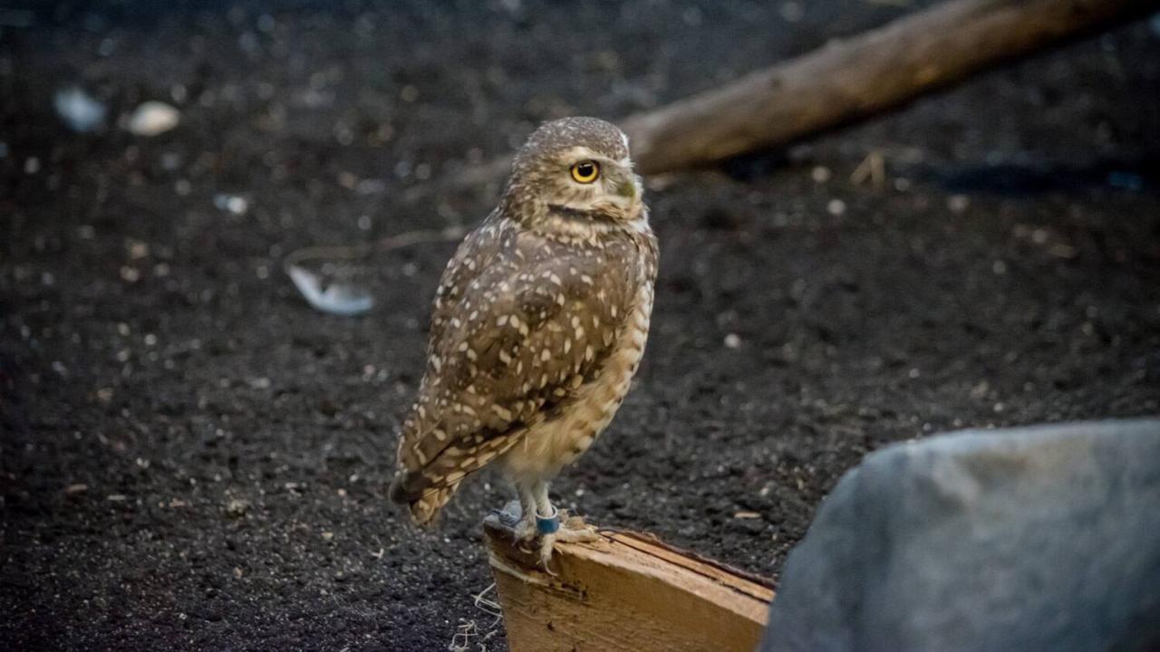 Tips on how to Hold Owls Away A Full Information
