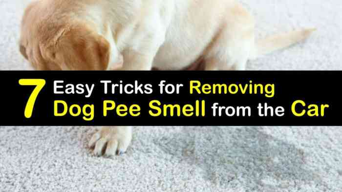 Find out how to Get Canine Odor Out of Automotive A Complete Information