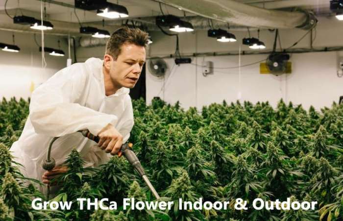 Easy methods to Develop THCA Flower A Complete Information