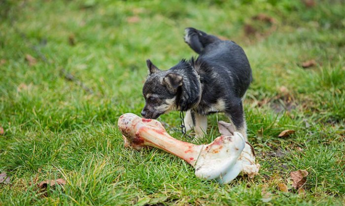 The right way to Put together Marrow Bones for Canines A Protected Information