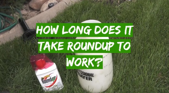 Roundup Weed Killing Time A Detailed Information