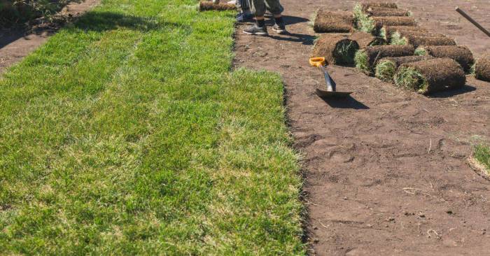 How long does it take for turf to root