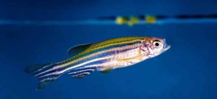 Find out how to Euthanize a Fish The Final Information