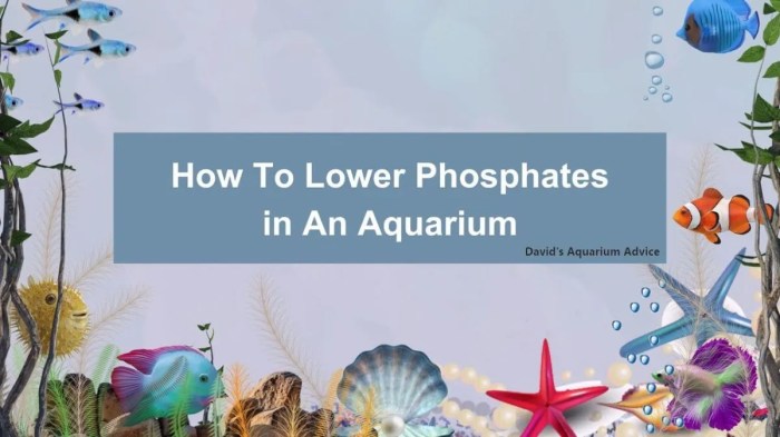 Decrease Phosphates in Reef Tank