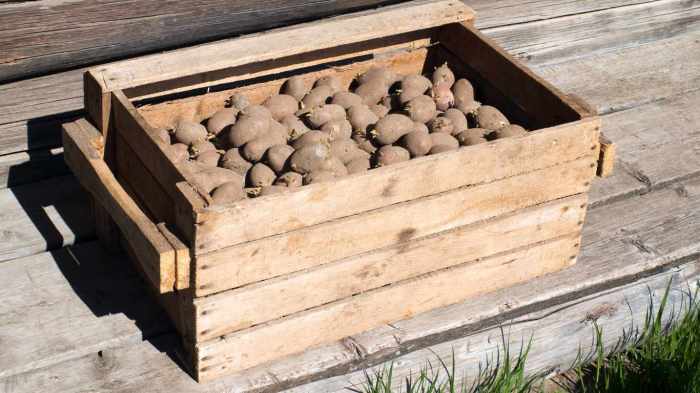 How one can Retailer Seed Potatoes A Complete Information