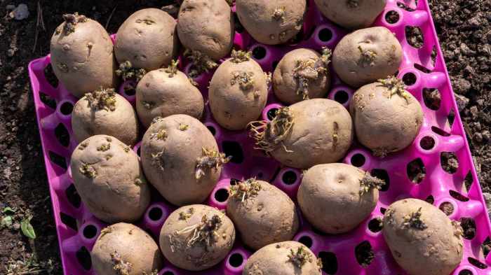 Potatoes spruce