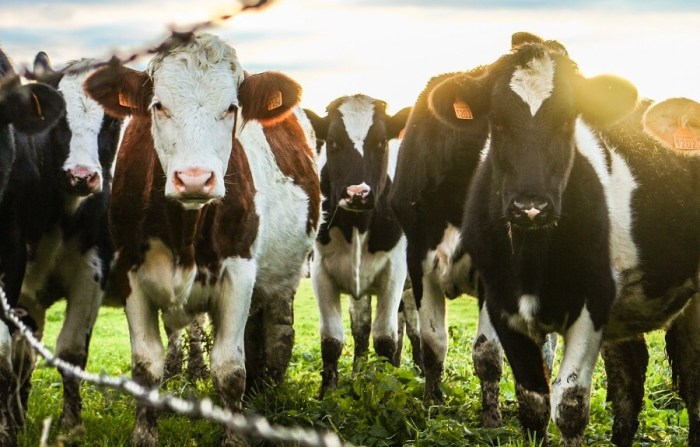 How A lot Is a Cow to Purchase? A Complete Information