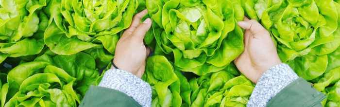 How to cut lettuce from garden