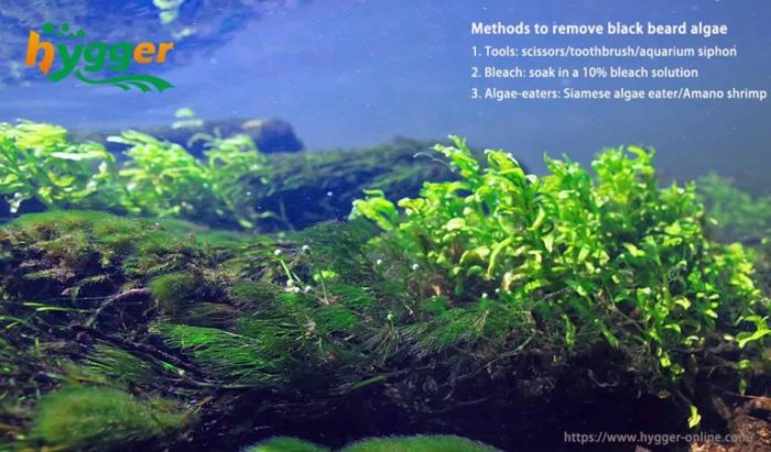 Conquer Black Beard Algae A Full Information