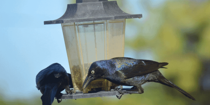How one can Get Rid of Grackles A Complete Information