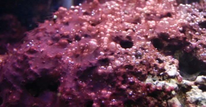 Banishing Bubble Algae A Information