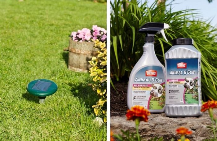 How to exterminate voles and moles