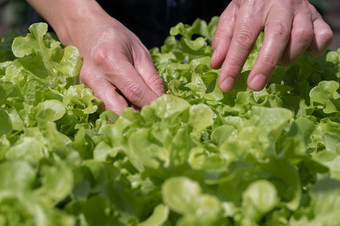 How to cut lettuce from garden